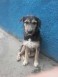 amigo