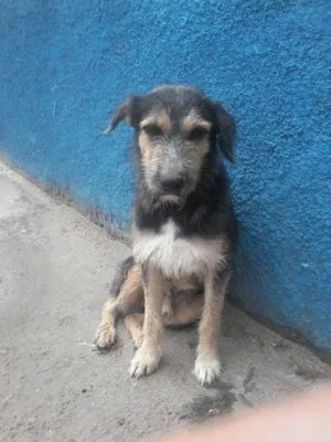 Cachorro raça SRD idade 4 anos nome amigo