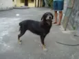 nega
