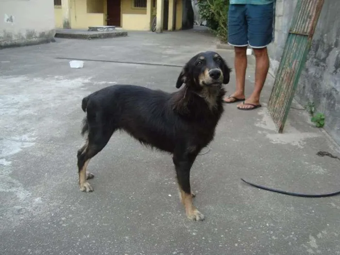 Cachorro raça SRD idade 2 anos nome nega