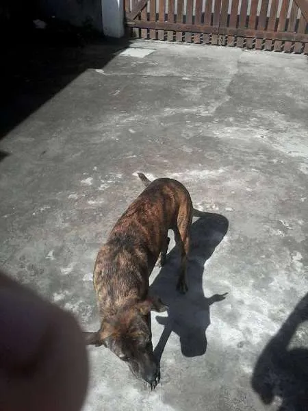 Cachorro raça mestiça idade 4 anos nome gigante