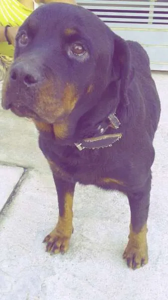 Cachorro ra a Rottweiler idade 3 anos nome Nina
