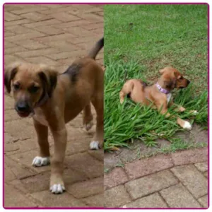 Cachorro raça Vira lata idade 2 a 6 meses nome Nina