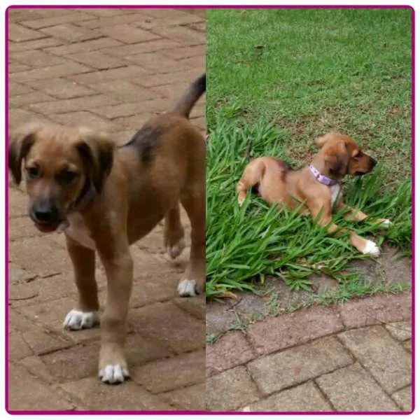 Cachorro ra a Vira lata idade 2 a 6 meses nome Nina
