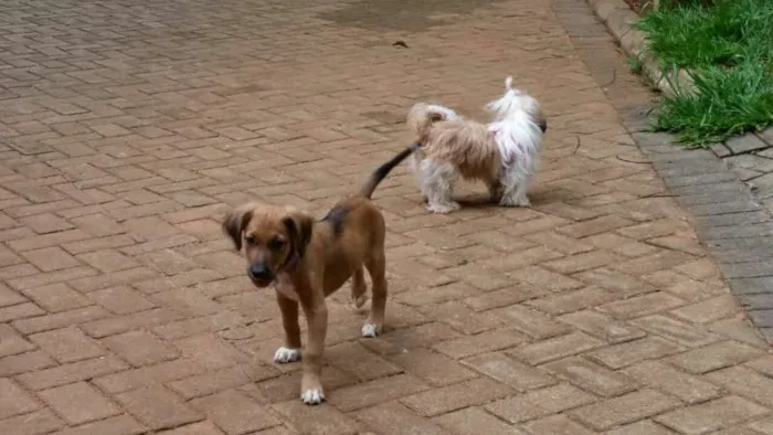 Cachorro ra a Vira lata idade 2 a 6 meses nome Nina