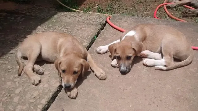 Cachorro ra a srd idade 2 a 6 meses nome Estelinha, luna, ta