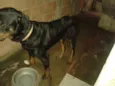 Cachorro raça hottweiler idade 4 anos nome tom