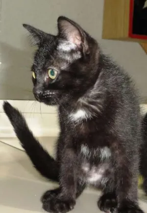 Gato raça SRD idade 2 a 6 meses nome Margarida