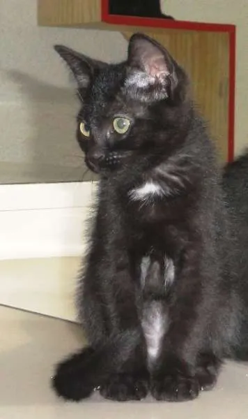 Gato ra a SRD idade 2 a 6 meses nome Margarida