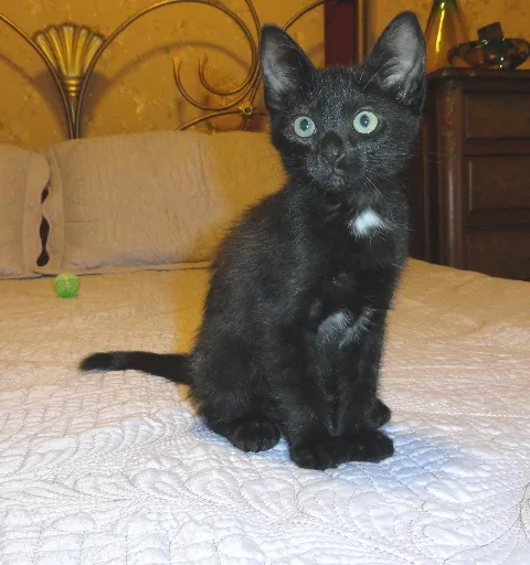 Gato ra a SRD idade 2 a 6 meses nome Margarida