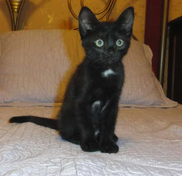 Gato ra a SRD idade 2 a 6 meses nome Margarida