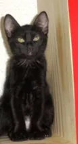 Huguinho