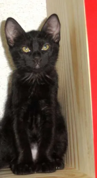 Gato ra a SRD idade 2 a 6 meses nome Huguinho