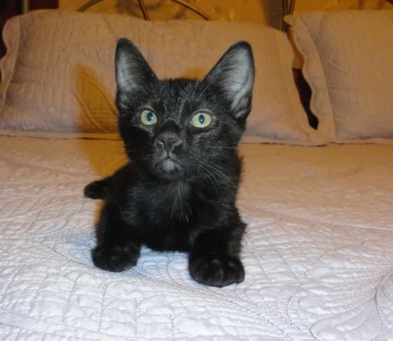 Gato ra a SRD idade 2 a 6 meses nome Huguinho
