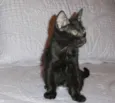 Huguinho