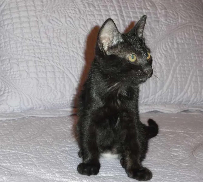 Gato ra a SRD idade 2 a 6 meses nome Huguinho
