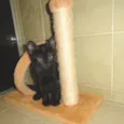 Huguinho