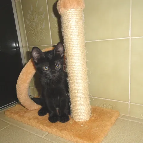 Gato ra a SRD idade 2 a 6 meses nome Huguinho