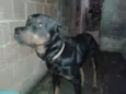 Cachorro raça hottweiler idade 4 anos nome tom