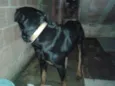 Cachorro raça hottweiler idade 4 anos nome tom