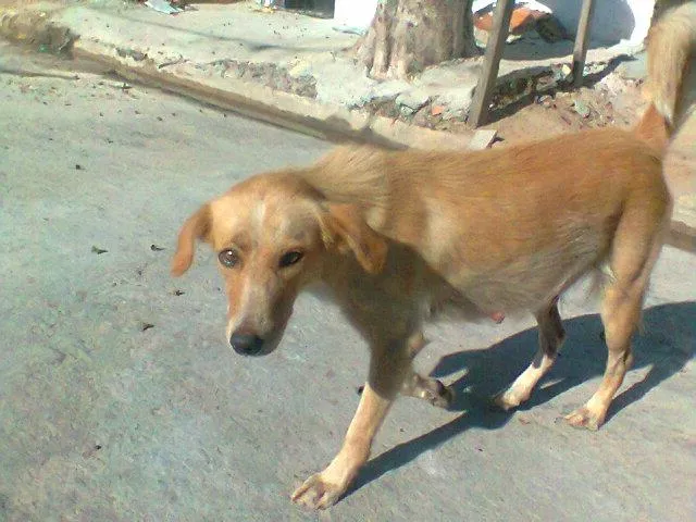 Cachorro ra a Vira Lata idade 1 ano nome Bela