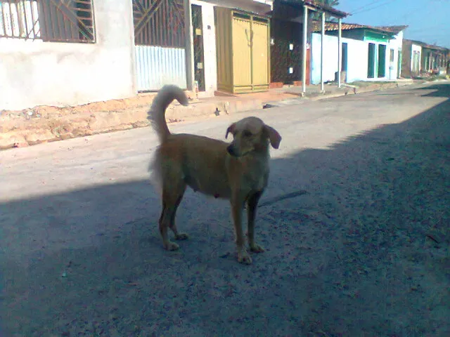 Cachorro ra a Vira Lata idade 1 ano nome Bela