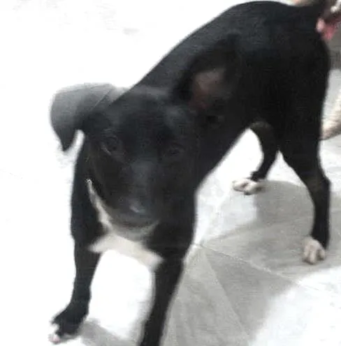 Cachorro ra a vira lata com labrador idade 2 a 6 meses nome nega 