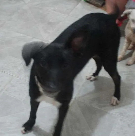 Cachorro ra a vira lata com labrador idade 2 a 6 meses nome nega 