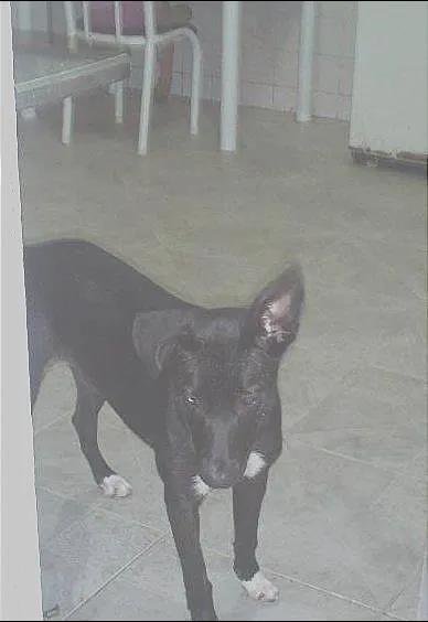 Cachorro ra a vira lata com labrador idade 2 a 6 meses nome nega 