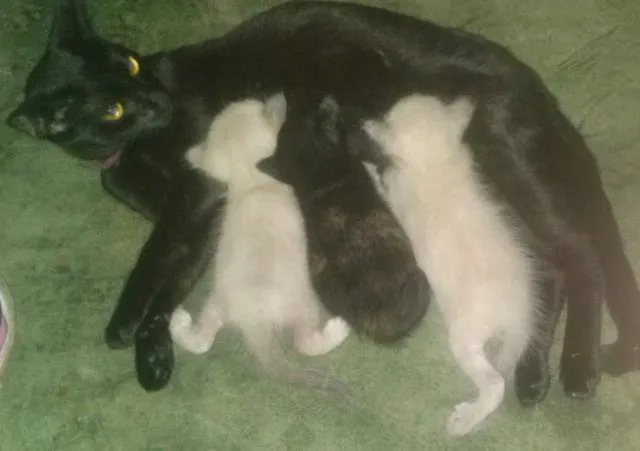 Gato ra a Srd idade Abaixo de 2 meses nome Pietra e filhotes