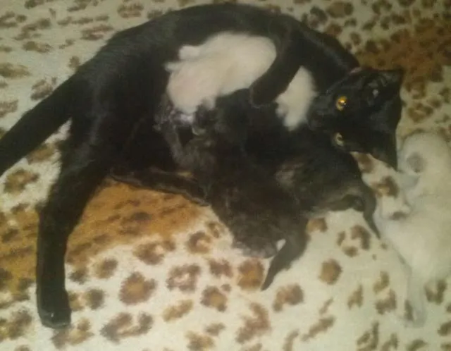 Gato ra a Srd idade Abaixo de 2 meses nome Pietra e filhotes