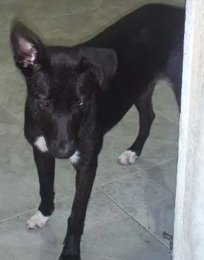 Cachorro ra a vira lata com labrador idade 2 a 6 meses nome nega 