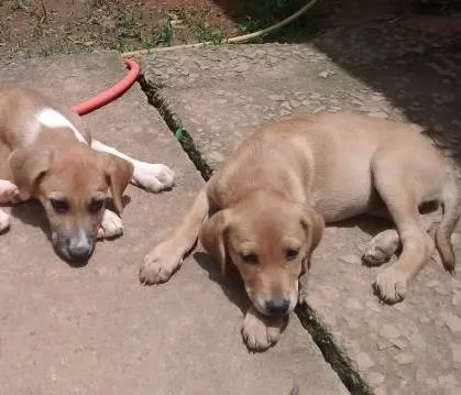 Cachorro ra a srd idade 2 a 6 meses nome Estelinha, luna, ta