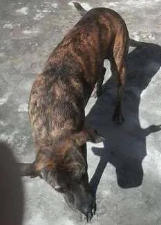 Cachorro raça mestiça idade 4 anos nome gigante