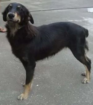 Cachorro raça SRD idade 2 anos nome nega