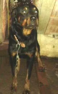 Cachorro raça hottweiler idade 4 anos nome tom