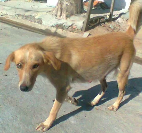 Cachorro ra a Vira Lata idade 1 ano nome Bela