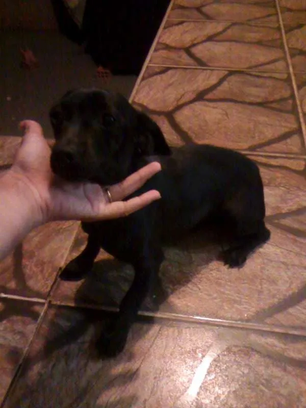 Cachorro raça srd idade 1 ano nome Pretinha