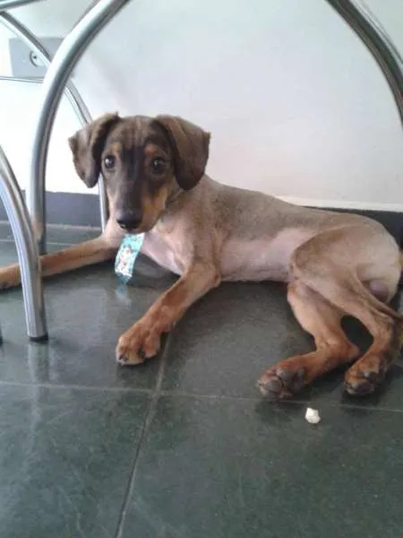 Cachorro ra a SRD idade  nome Paçoca