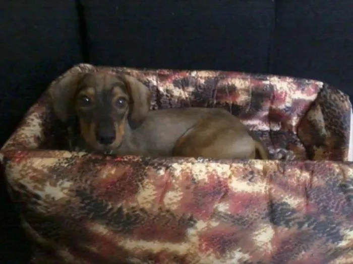 Cachorro ra a SRD idade  nome Paçoca
