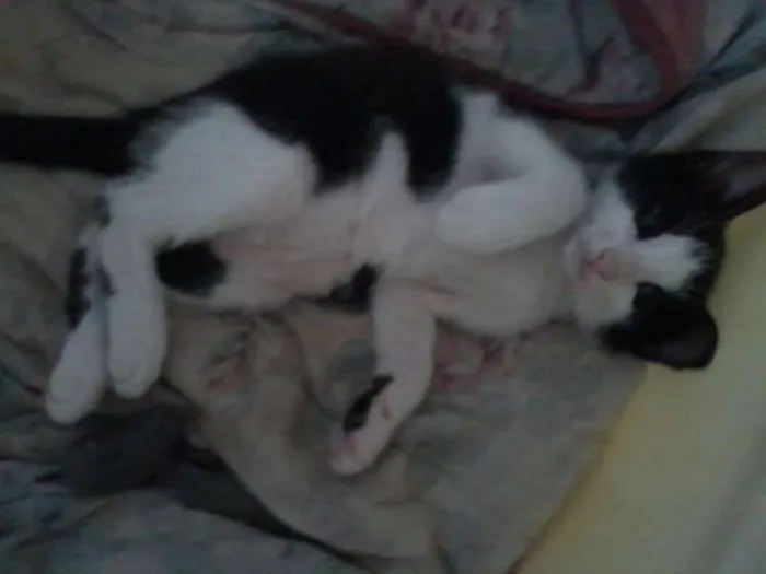 Gato raça SRD idade 2 a 6 meses nome Sem nome