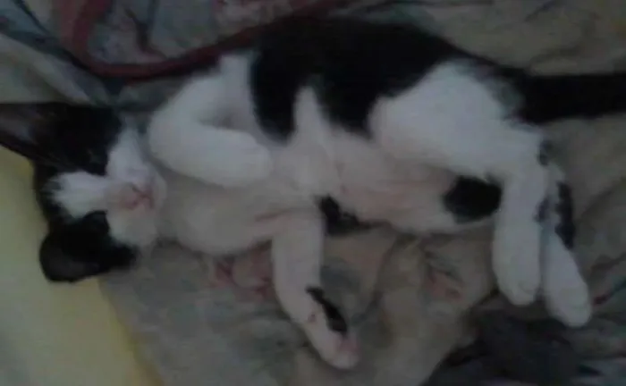 Gato raça SRD idade 2 a 6 meses nome Sem nome