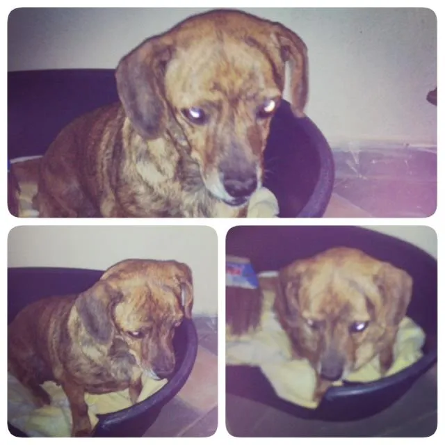 Cachorro ra a SRD idade 6 ou mais anos nome Bella 