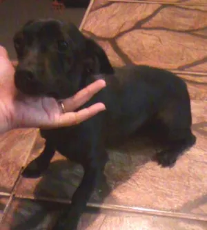 Cachorro raça srd idade 1 ano nome Pretinha