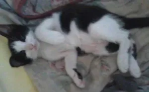 Gato raça SRD idade 2 a 6 meses nome Sem nome