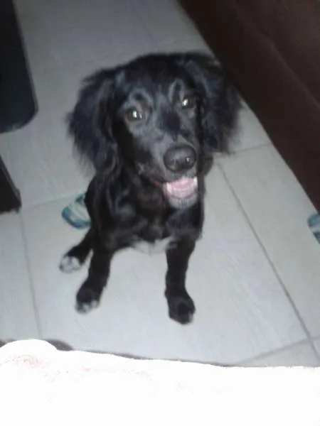 Cachorro ra a cokspen/ vira-lata idade 1 ano nome Preta