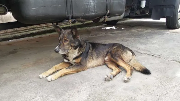 Cachorro raça vira lata com pastor alemão idade 5 anos nome negão