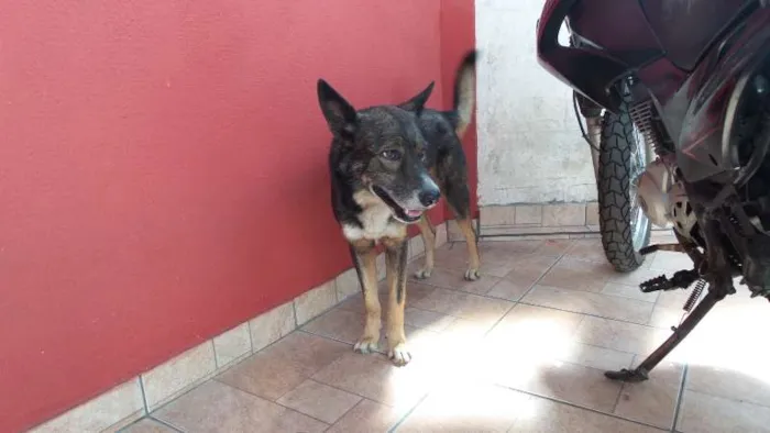 Cachorro raça vira lata com pastor alemão idade 5 anos nome negão