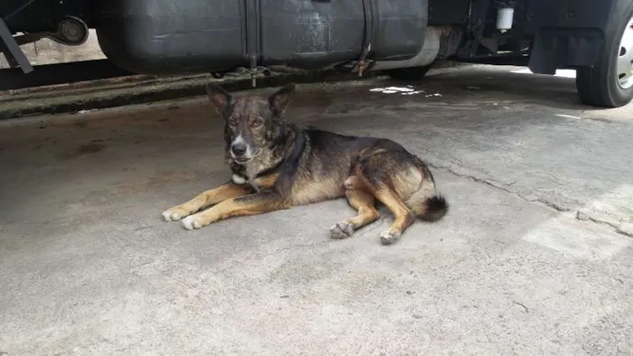 Cachorro raça vira lata com pastor alemão idade 5 anos nome negão