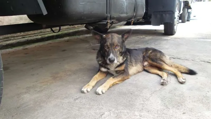 Cachorro raça vira lata com pastor alemão idade 5 anos nome negão